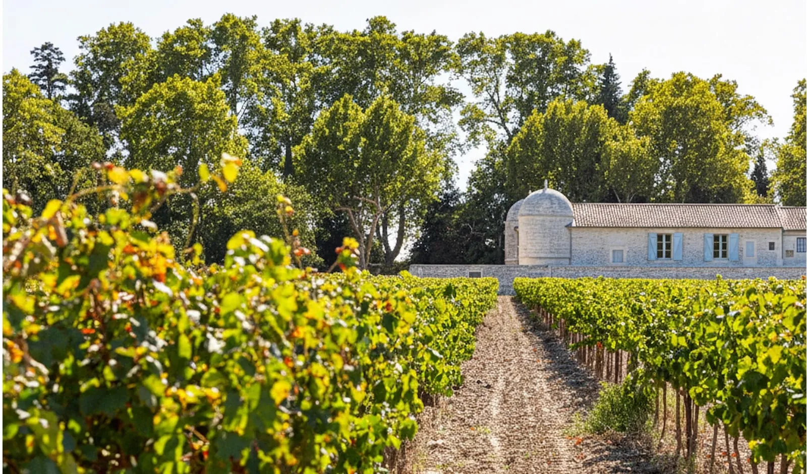 Allée de vignes menant au Domaine de Saint-Roch
