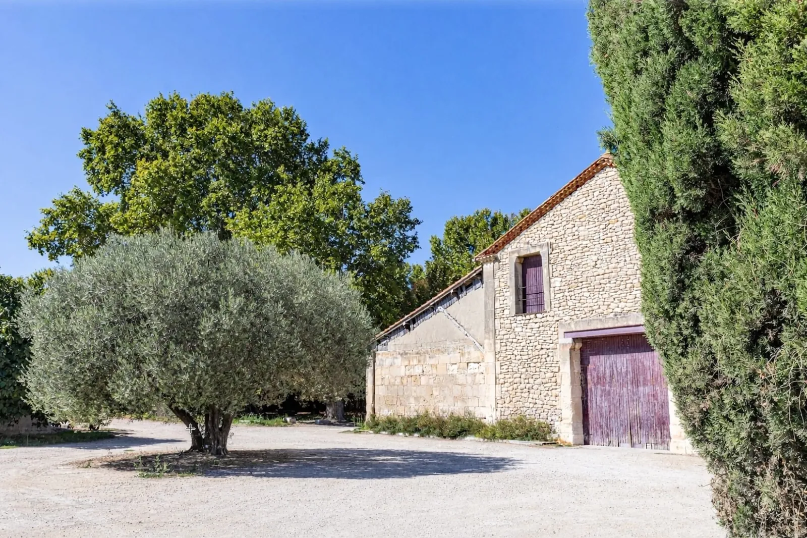 Le mas et son olivier au Grand Mas de Lansac